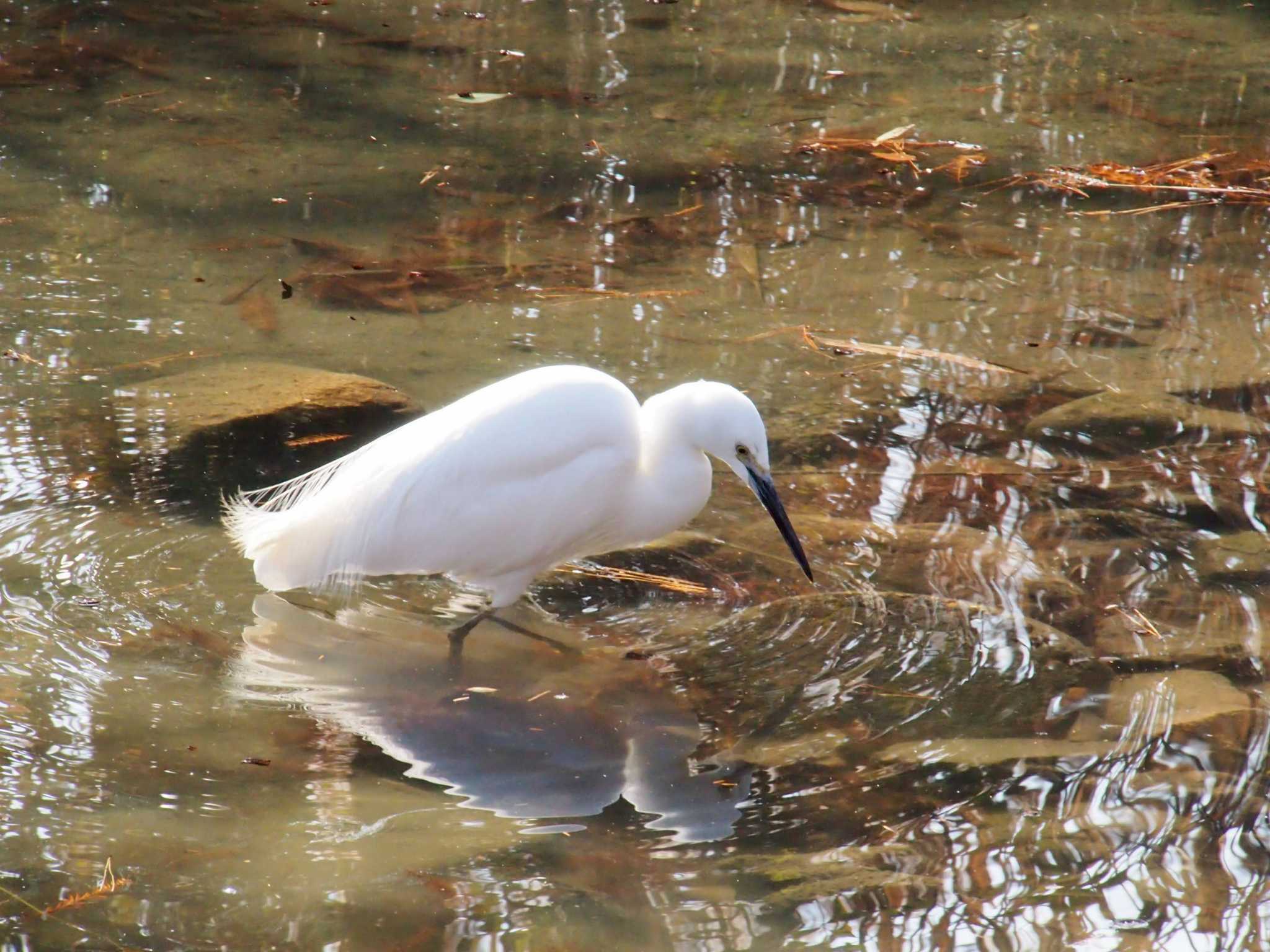 Photo of Little Egret at 千里南公園 by Tsukiaki