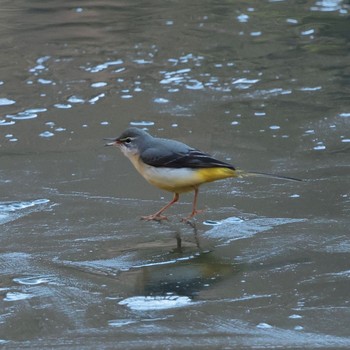 2023年1月8日(日) 座間谷戸山公園の野鳥観察記録