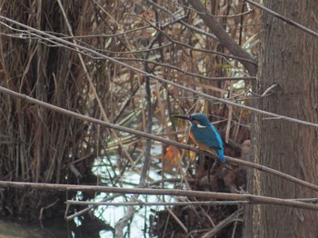 Common Kingfisher 千里南公園 Sun, 1/8/2023