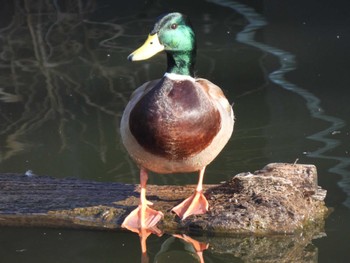 マガモ ふれあい坂田池公園 2023年1月8日(日)