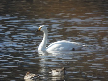 Tundra Swan 夏目の堰 (八丁堰) Sun, 1/8/2023