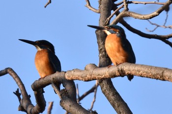 Common Kingfisher 都内市街地 Sun, 1/8/2023