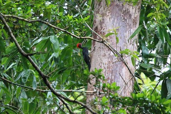 White-bellied Woodpecker ミンダナオ島 Tue, 3/20/2018