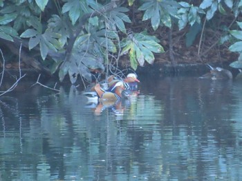 2023年1月8日(日) 新宿御苑の野鳥観察記録