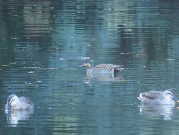 Baikal Teal Shinjuku Gyoen National Garden Sun, 1/8/2023