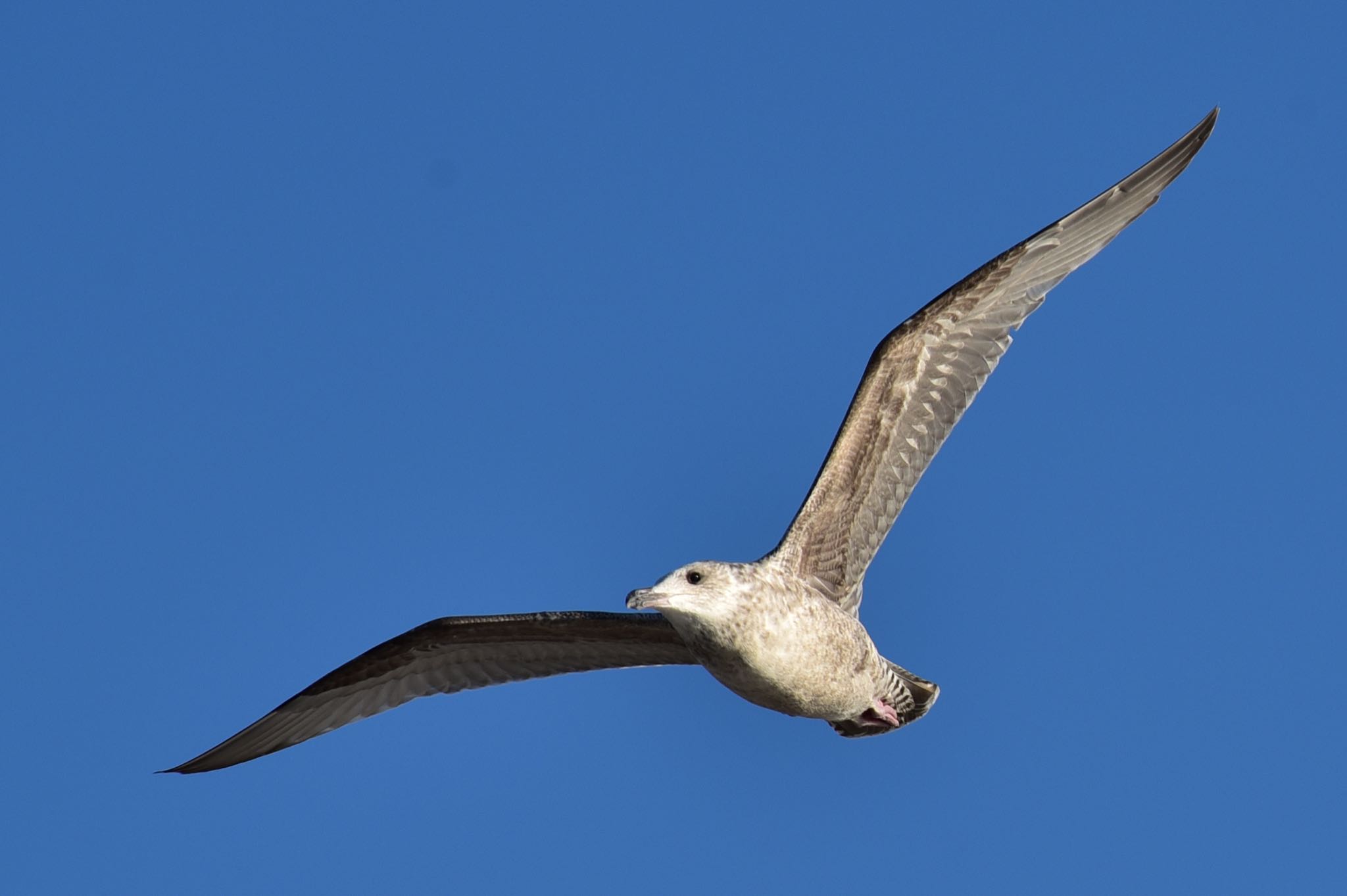 Photo of Vega Gull at 浜名湖 by Taka Eri