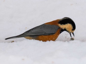 2023年1月8日(日) 西野緑道(札幌市西区)の野鳥観察記録