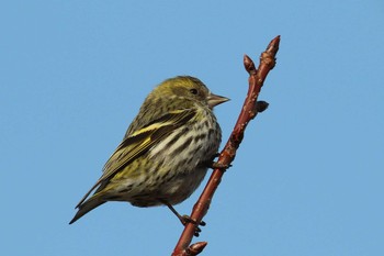 Eurasian Siskin 北海道 函館市 東山 Mon, 3/26/2018