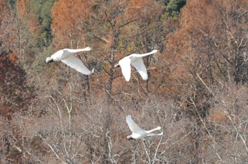 コハクチョウ 夏目の堰 (八丁堰) 2023年1月8日(日)