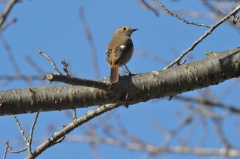 Daurian Redstart 坂田ヶ池総合公園 Sun, 1/8/2023