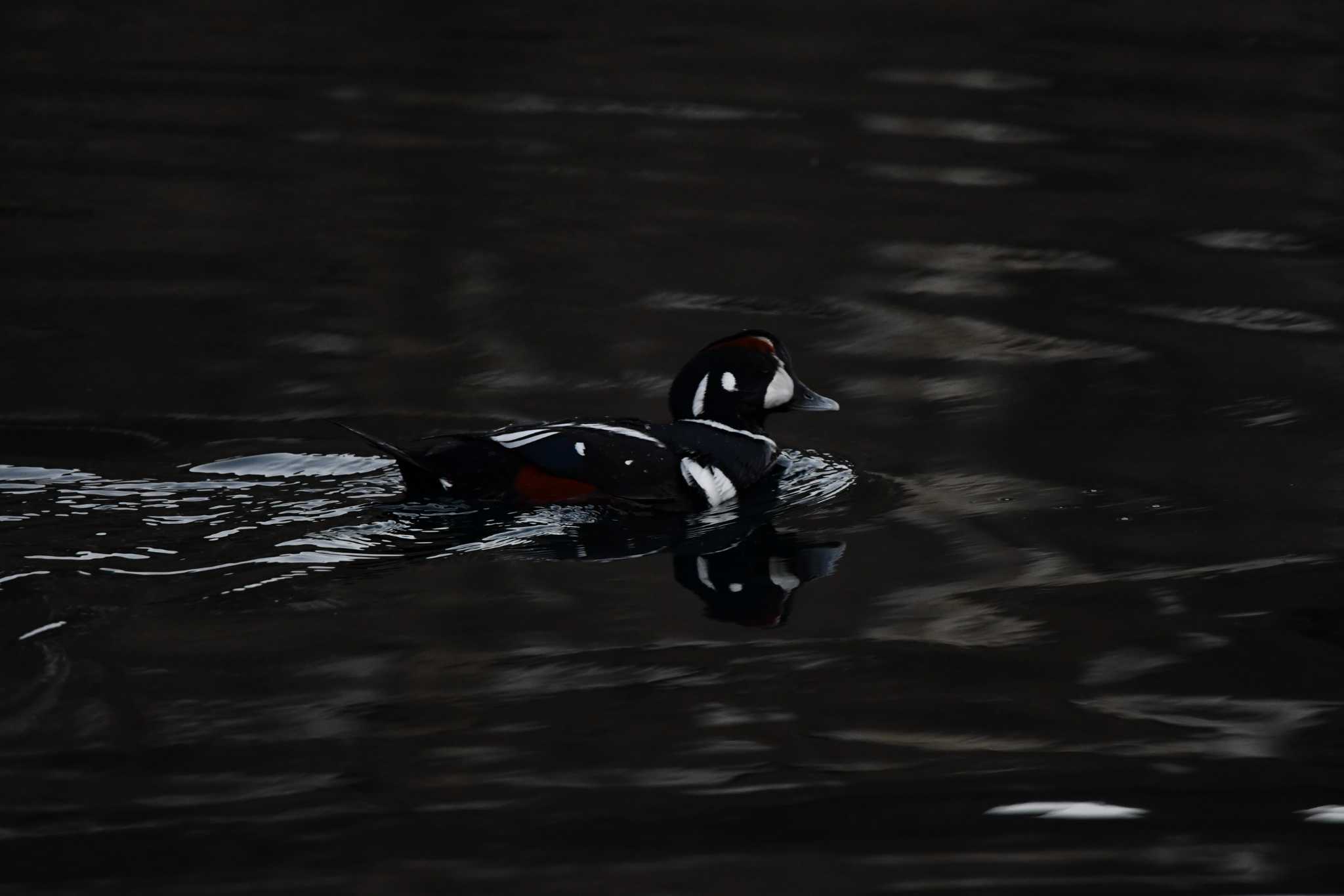 Harlequin Duck