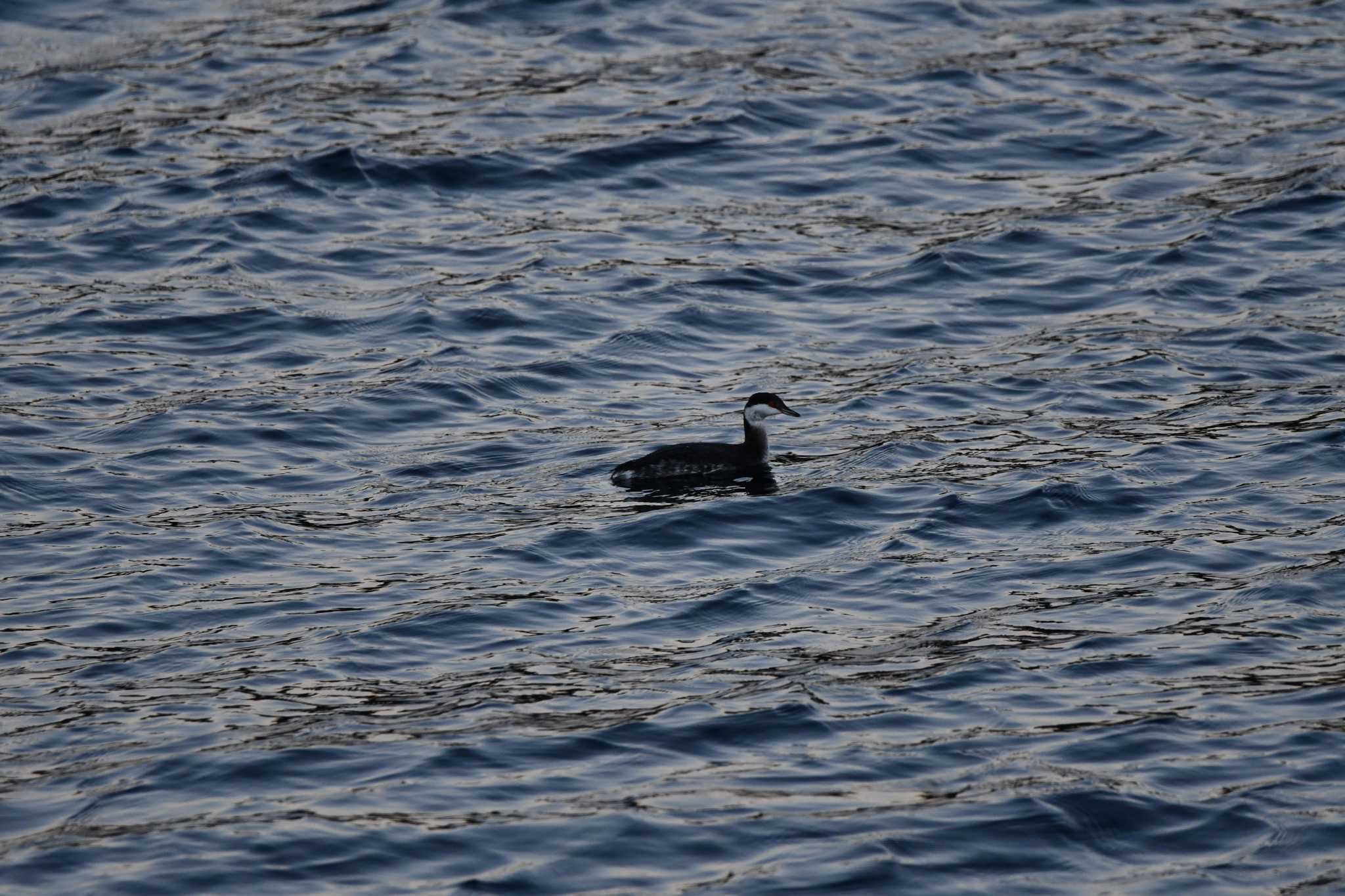 Horned Grebe