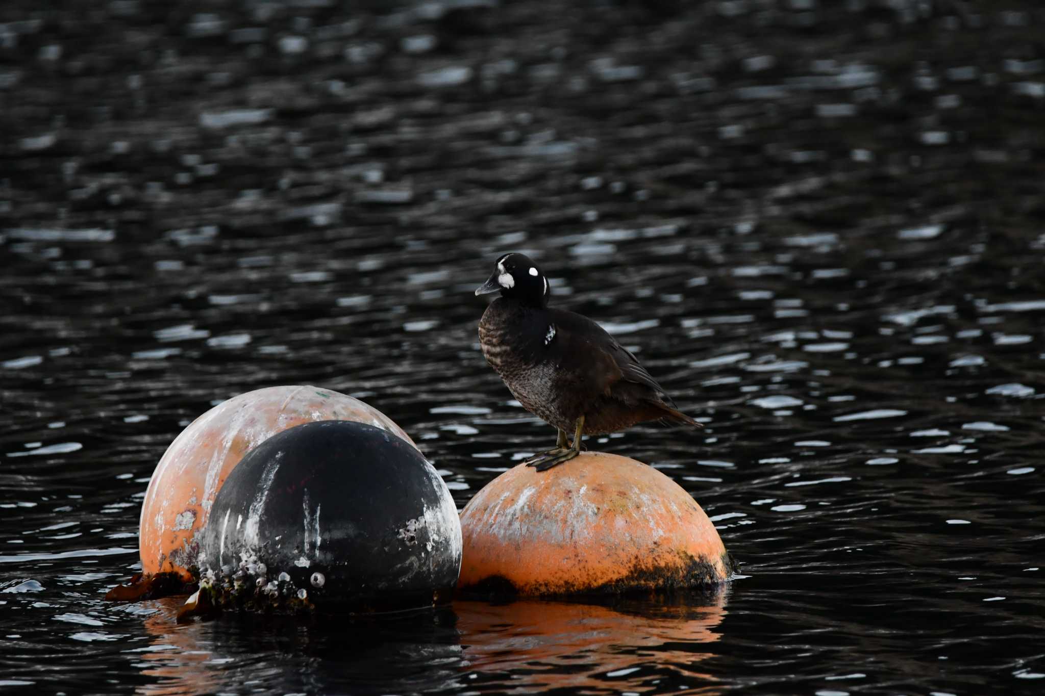 Harlequin Duck