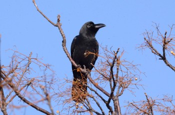 Large-billed Crow Kasai Rinkai Park Sat, 1/7/2023