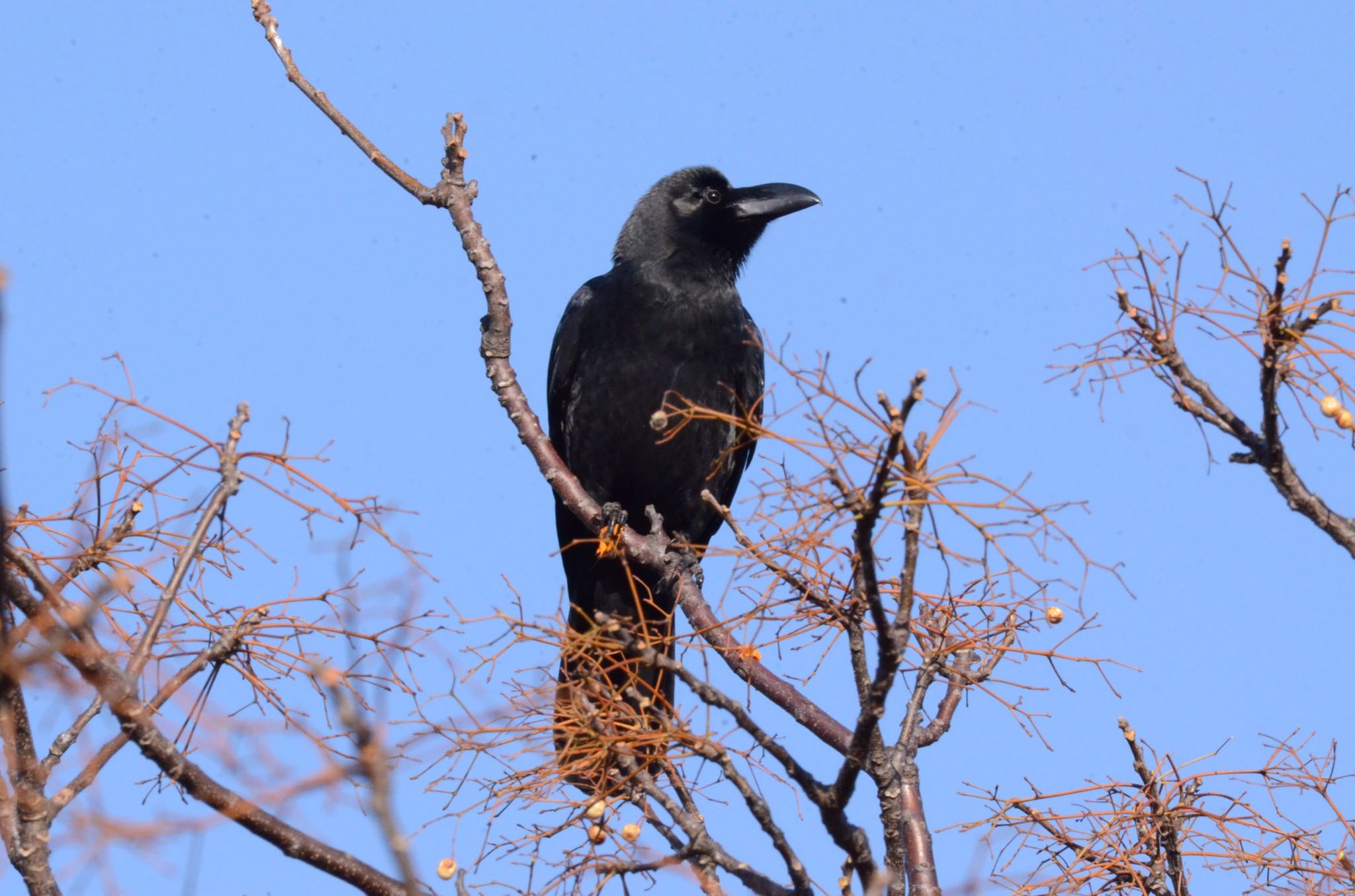 Photo of Large-billed Crow at Kasai Rinkai Park by あらどん