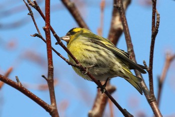 Eurasian Siskin 北海道 函館市 東山 Mon, 3/26/2018