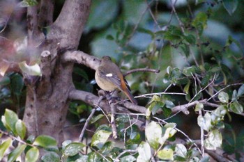 Daurian Redstart Shinjuku Gyoen National Garden Sun, 1/8/2023