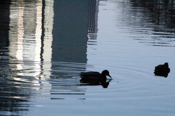 Mallard Shinjuku Gyoen National Garden Sun, 1/8/2023