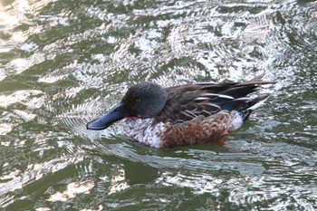 Northern Shoveler Unknown Spots Sun, 1/8/2023