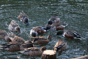 Northern Shoveler Shinjuku Gyoen National Garden Sun, 1/8/2023