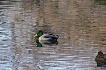 Mallard Shinjuku Gyoen National Garden Sun, 1/8/2023