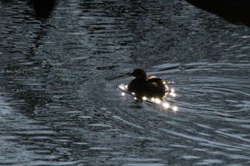 Little Grebe Shinjuku Gyoen National Garden Sun, 1/8/2023