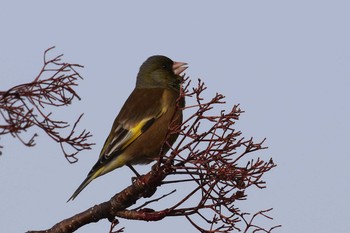 Grey-capped Greenfinch 北海道 函館市 東山 Mon, 3/26/2018