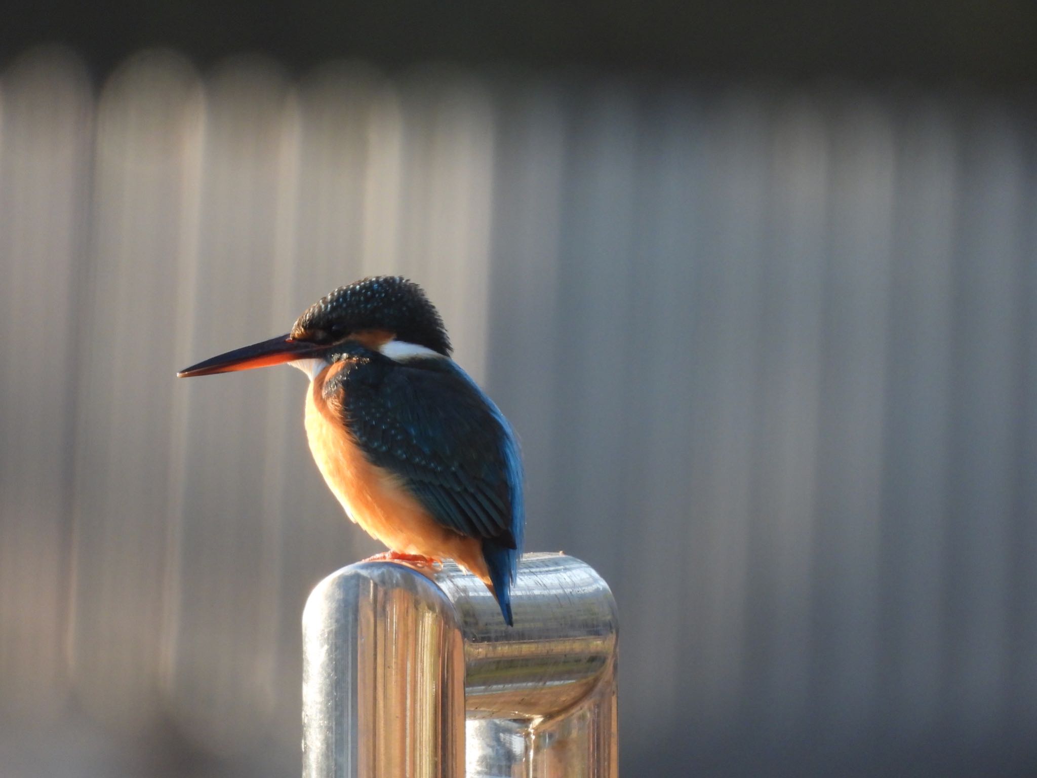 都立浮間公園 カワセミの写真 by amy