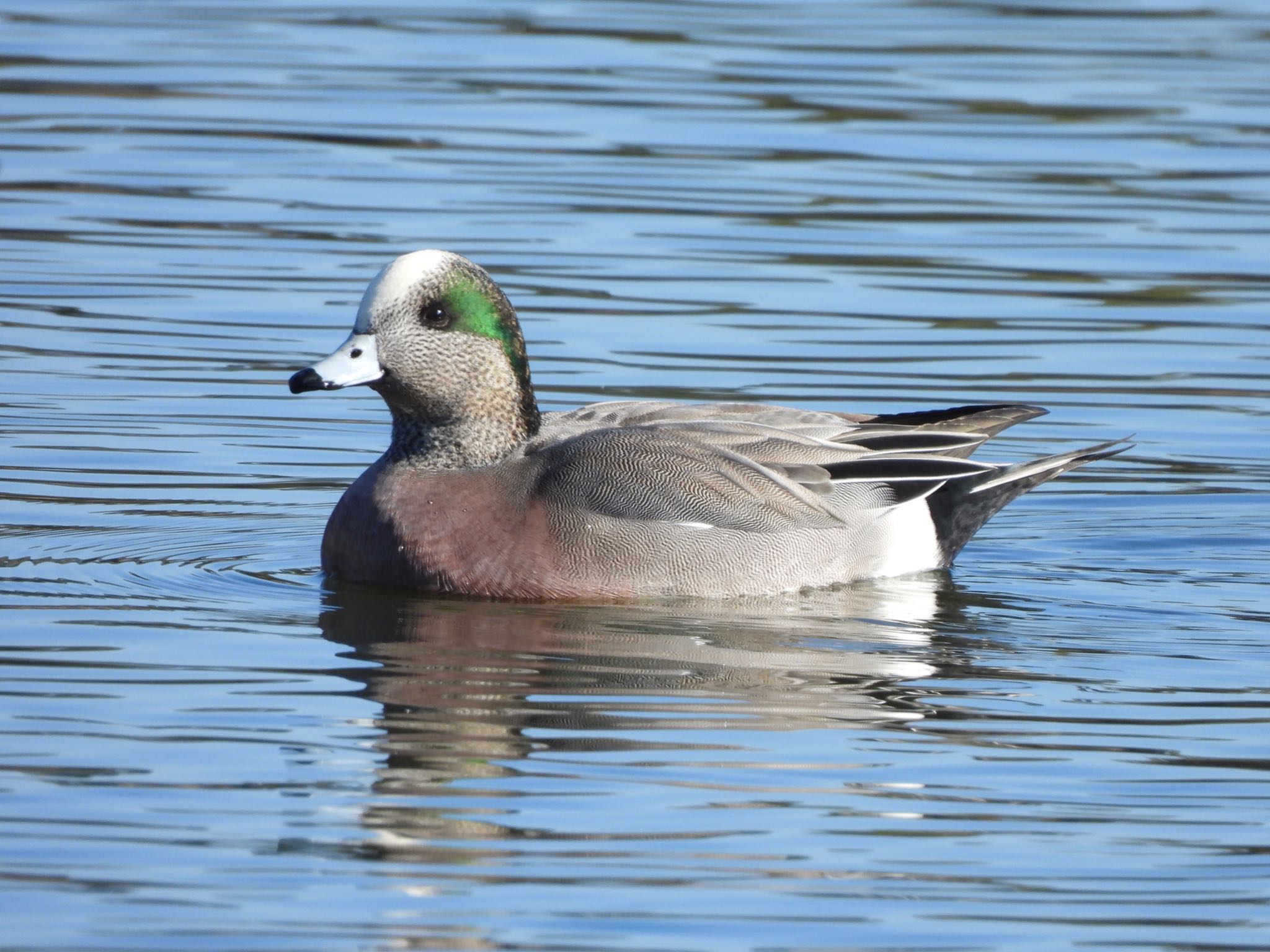 American Wigeon