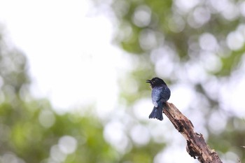 Philippine Drongo-Cuckoo PICOP(PHILIPPINE) Mon, 3/19/2018