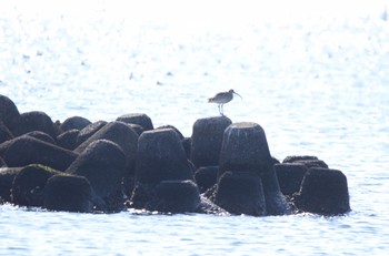 Bar-tailed Godwit 葛西海浜公園 Sat, 1/7/2023