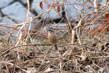 Meadow Bunting 猪名川 Sun, 1/8/2023