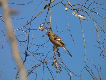 2023年1月8日(日) 渡良瀬遊水地の野鳥観察記録