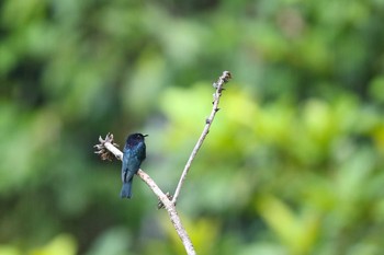 Philippine Drongo-Cuckoo PICOP(PHILIPPINE) Mon, 3/19/2018