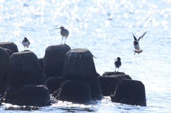 Eurasian Oystercatcher 葛西海浜公園 Sat, 1/7/2023