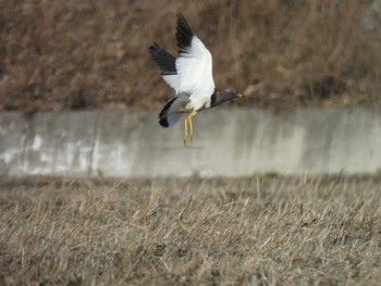 Grey-headed Lapwing 板倉町 Sun, 1/8/2023