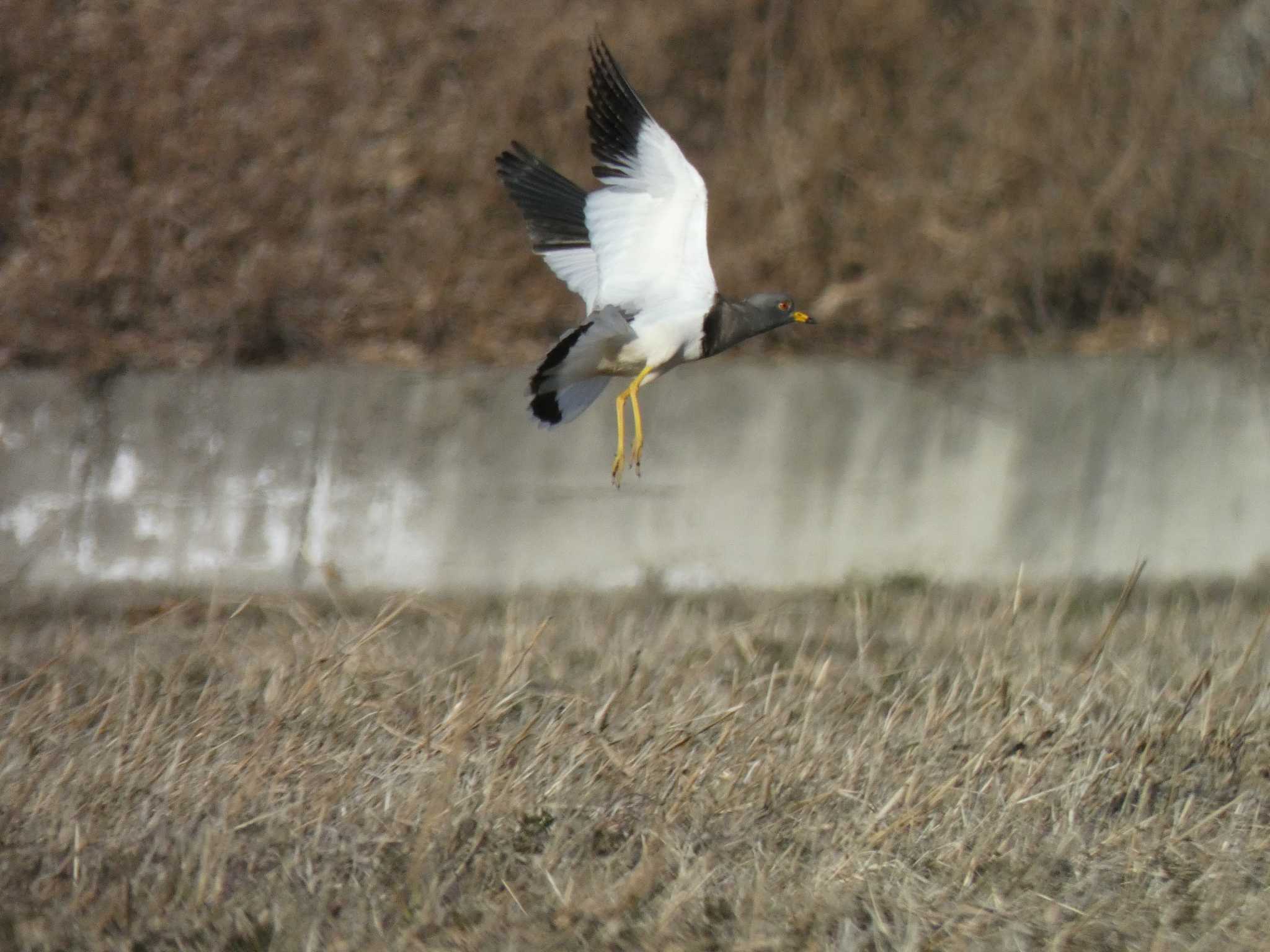 Photo of Grey-headed Lapwing at 板倉町 by キビタキ好き