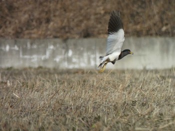 Grey-headed Lapwing 板倉町 Sun, 1/8/2023