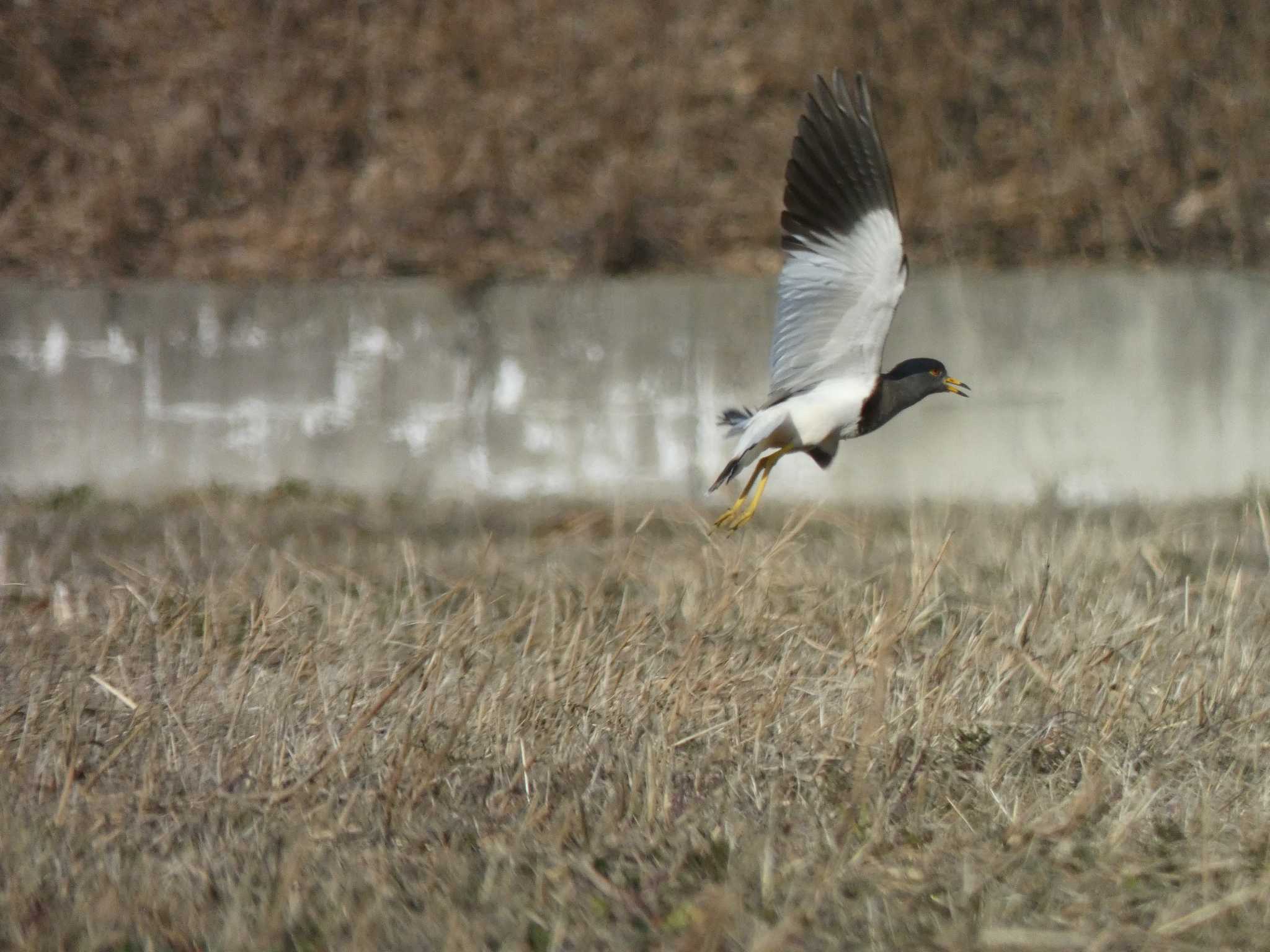 Photo of Grey-headed Lapwing at 板倉町 by キビタキ好き