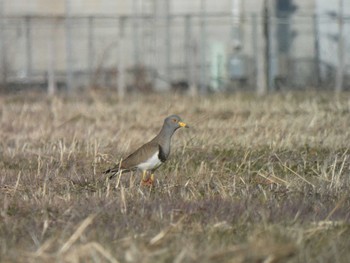 Grey-headed Lapwing 板倉町 Sun, 1/8/2023