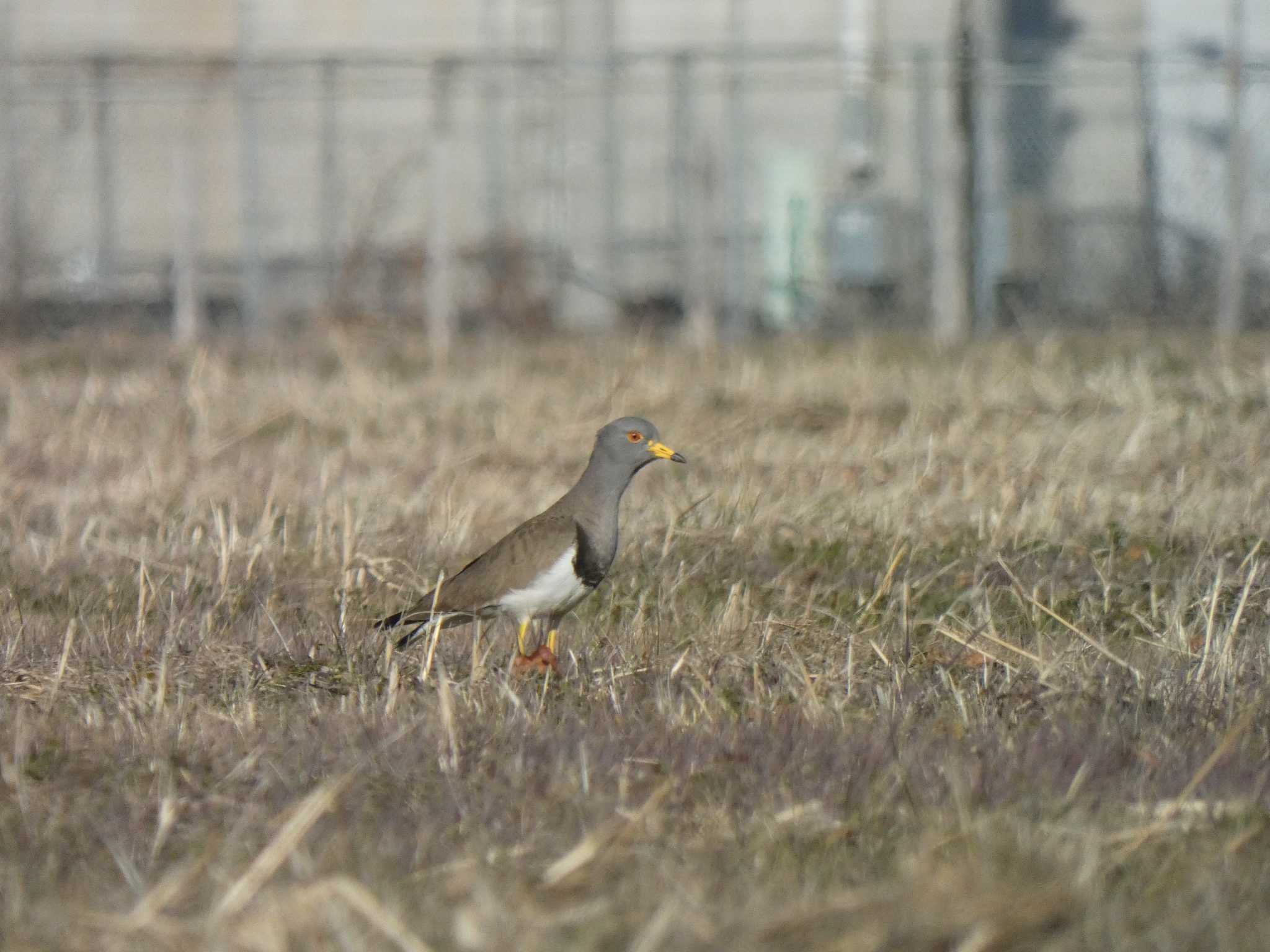 Photo of Grey-headed Lapwing at 板倉町 by キビタキ好き