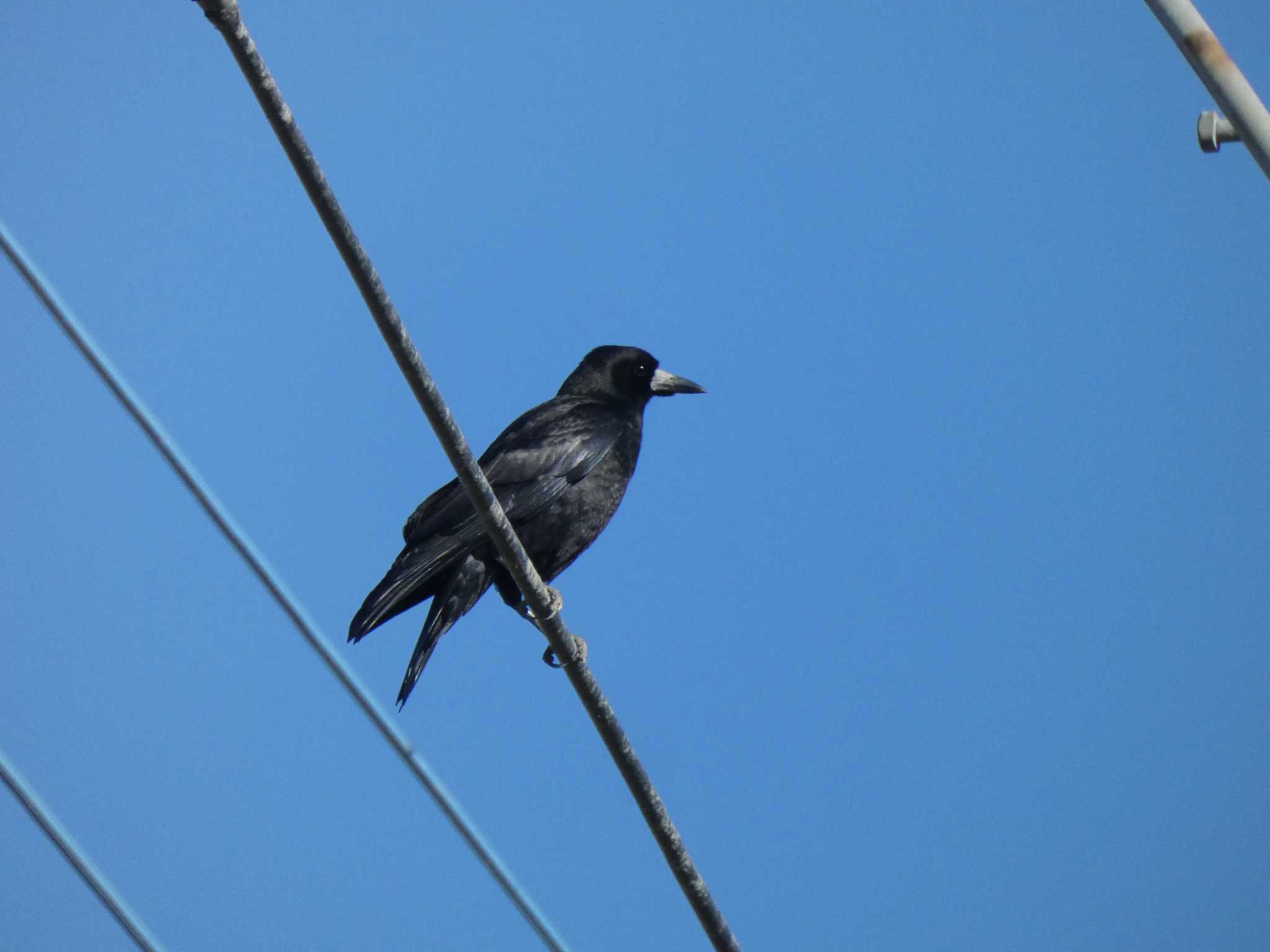 Photo of Rook at 板倉町 by キビタキ好き