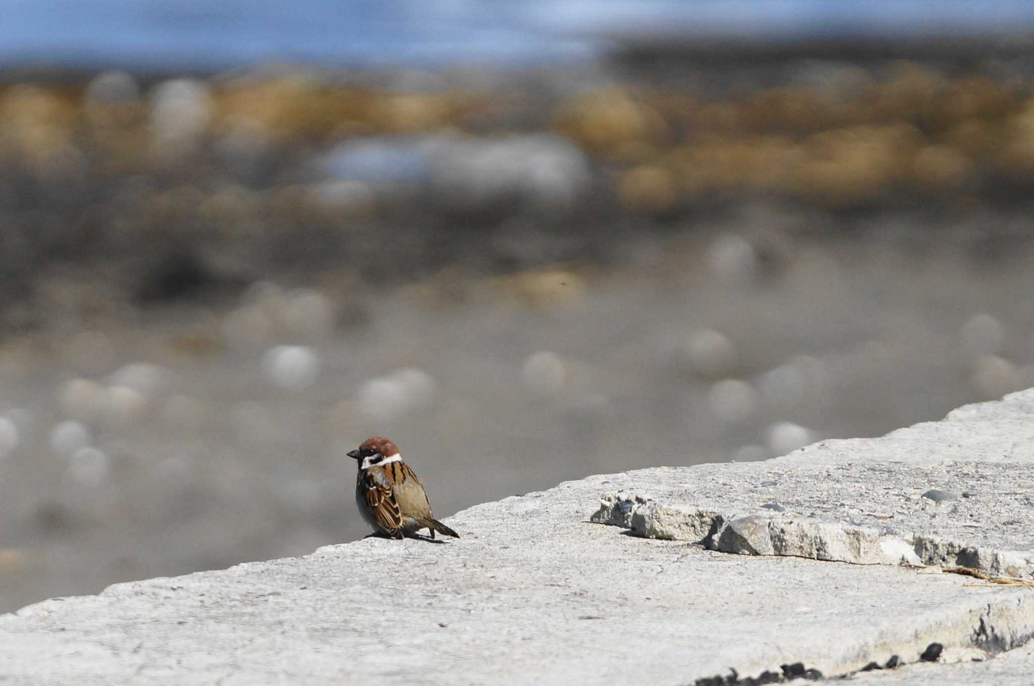 Eurasian Tree Sparrow