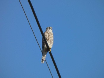 2023年1月8日(日) 板倉町の野鳥観察記録