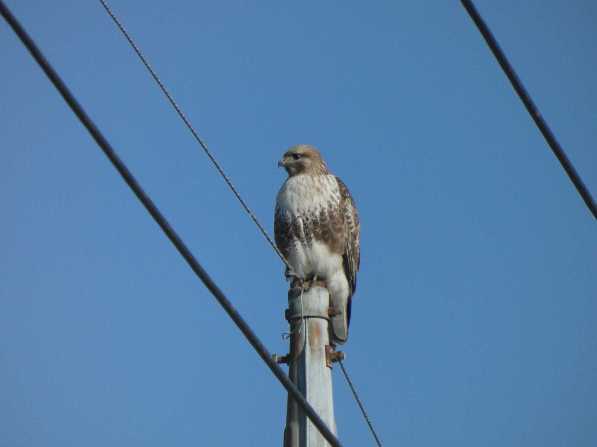 Photo of Eastern Buzzard at 板倉町 by キビタキ好き