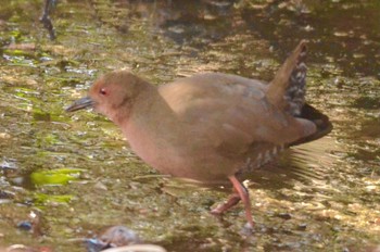 Ruddy-breasted Crake Kasai Rinkai Park Sat, 1/7/2023