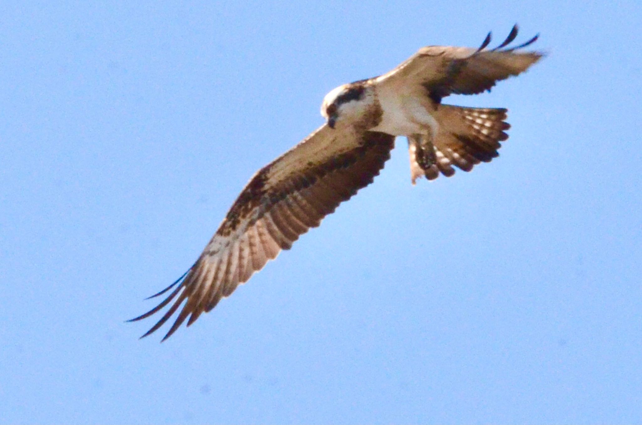 Photo of Osprey at Kasai Rinkai Park by あらどん