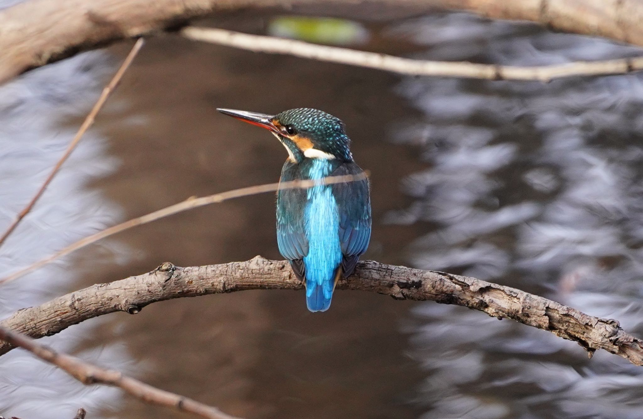 Photo of Common Kingfisher at Satake Park by アルキュオン