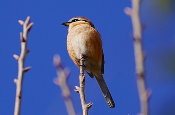 モズ 山田西公園 2023年1月8日(日)