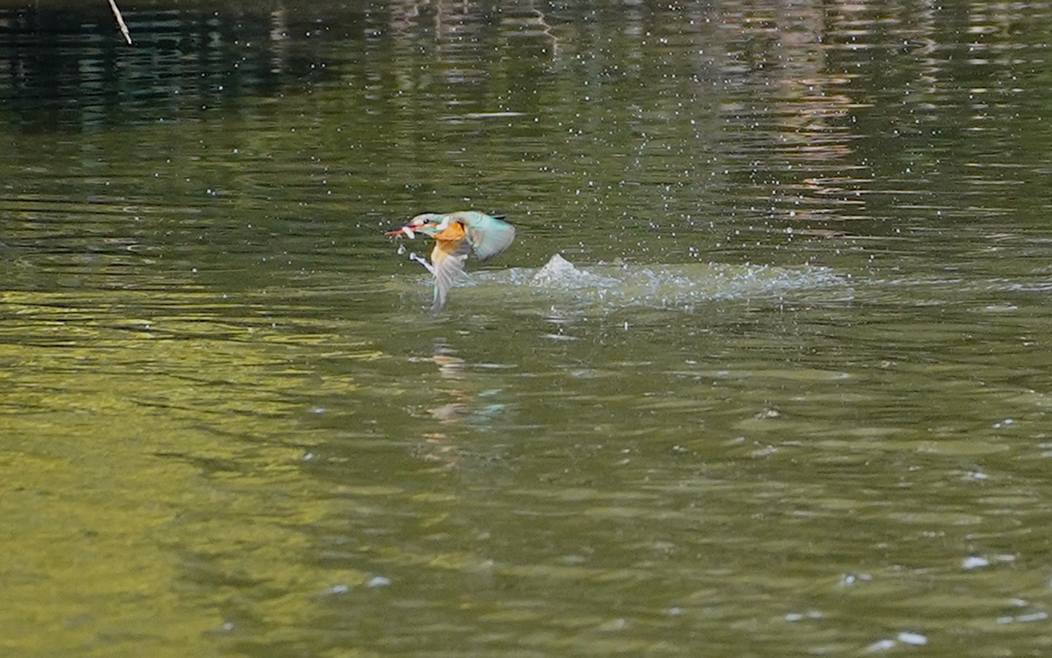 Photo of Common Kingfisher at 万代池 by アルキュオン